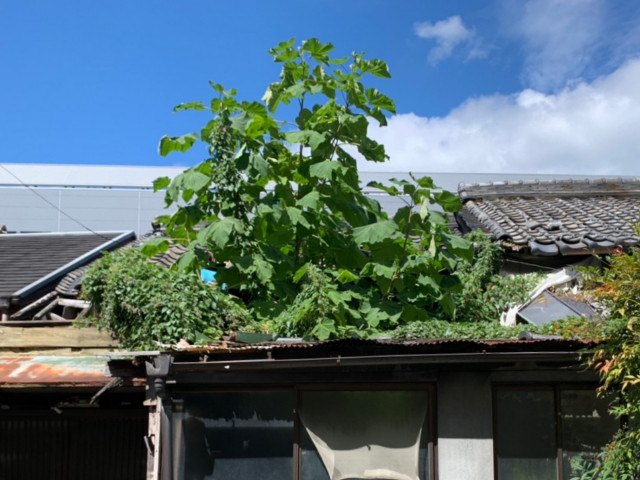 崩壊した屋根から生い茂る草木