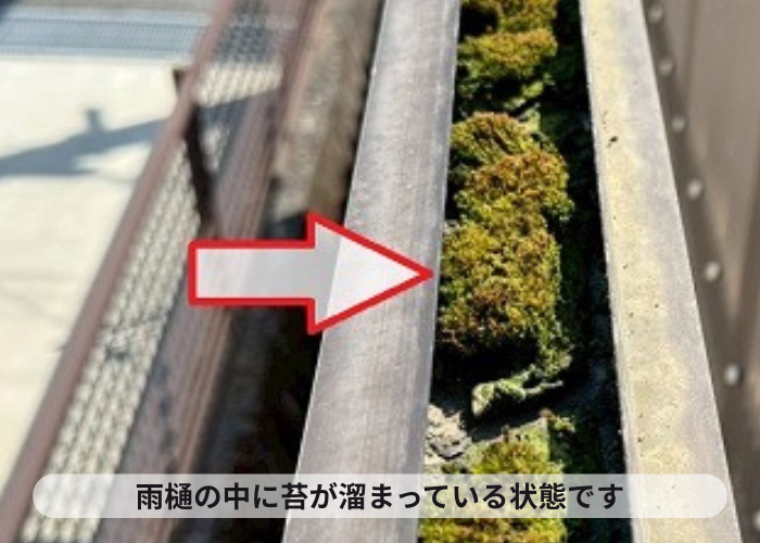 雨樋の中に溜まる苔