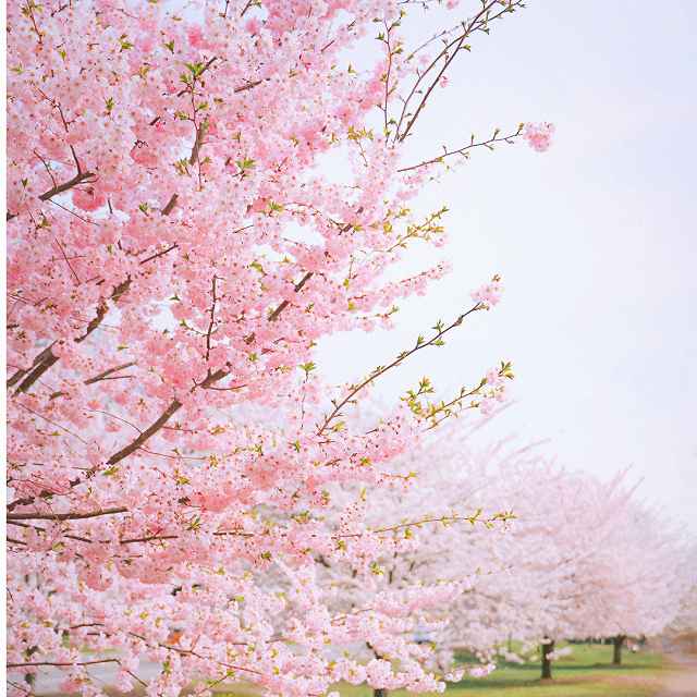 桜　季節　塗装