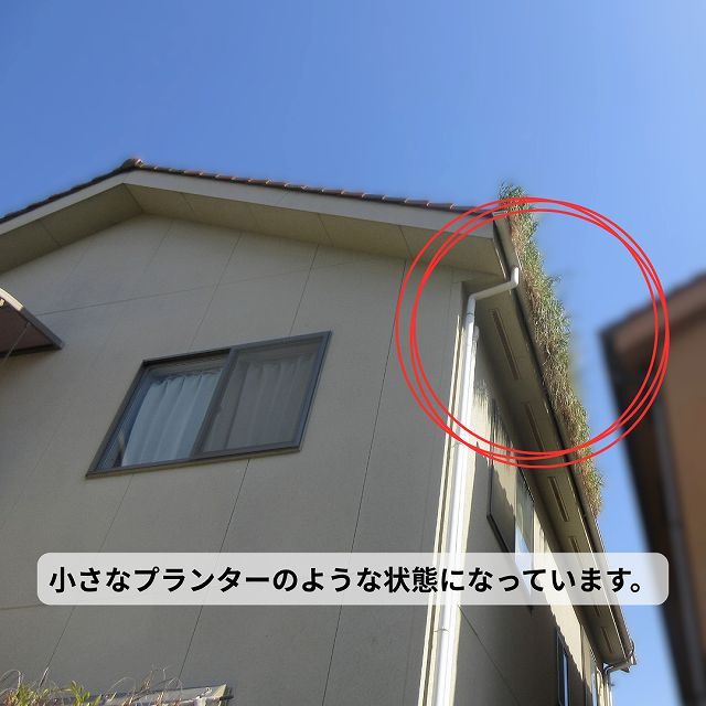 プランター　樋　草