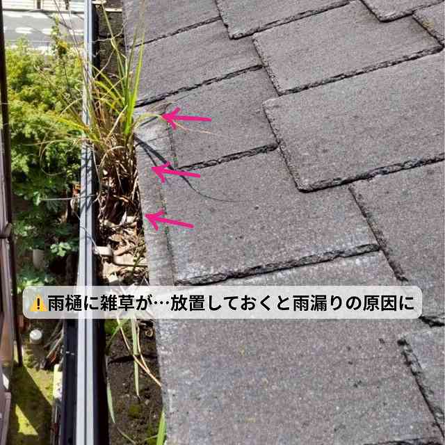 軒樋　雨樋　雑草