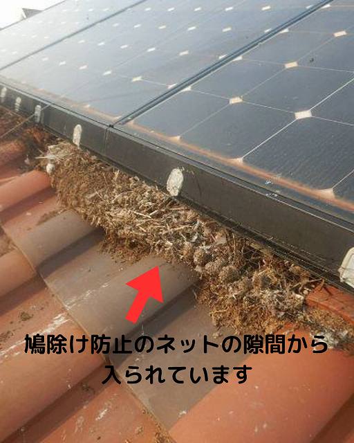 鳩被害　鳩除けネット　屋根　糞　巣