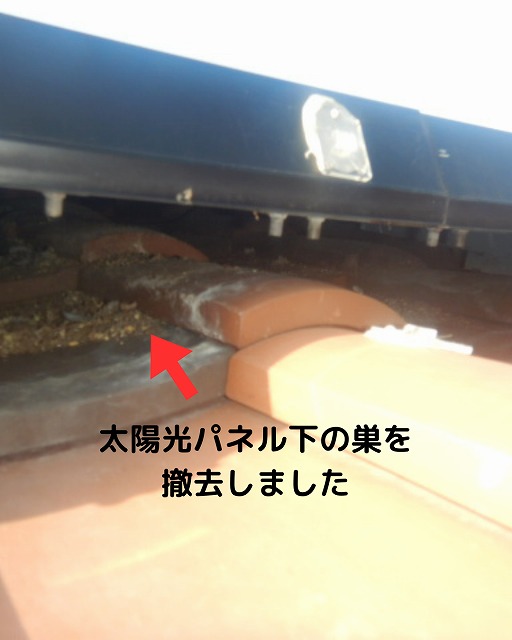 鳩の巣　撤去　太陽光パネル下