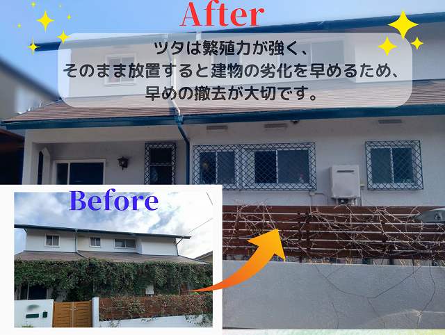 ツタ　ビフォーアフター