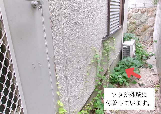 芦屋市　現地調査　ツタ