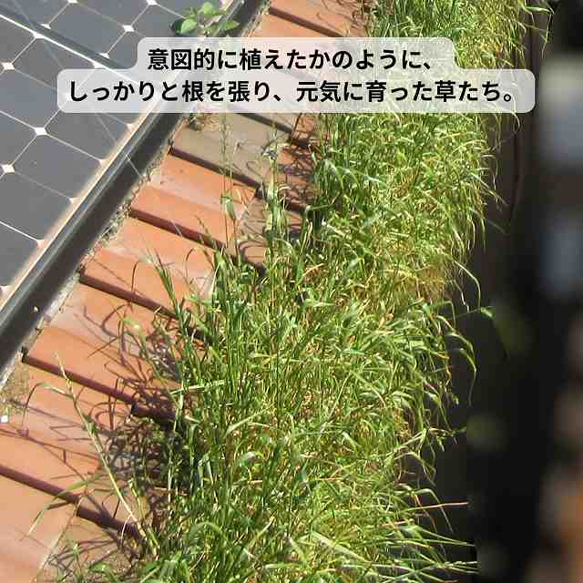 屋根　樋　雑草