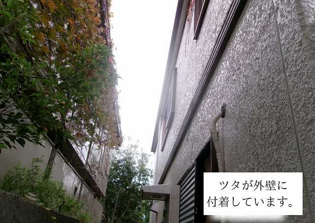 芦屋市　現地調査　ツタ