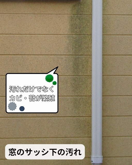 外壁　カビ　苔　藻　窓下