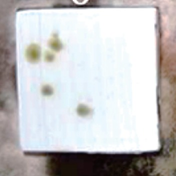 カビ　一般塗料