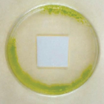 藻　苔　アステックプラスSW