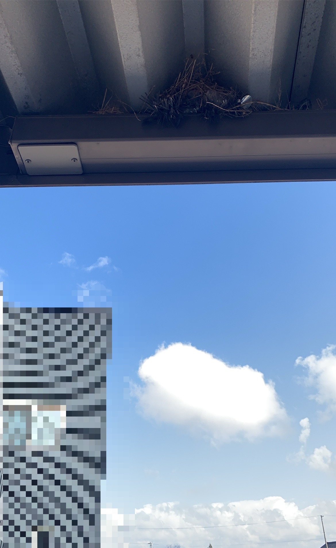 屋根の雨どいに鳥の巣