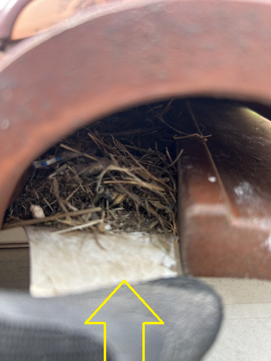 瓦屋根の下にも鳥の巣ができています。