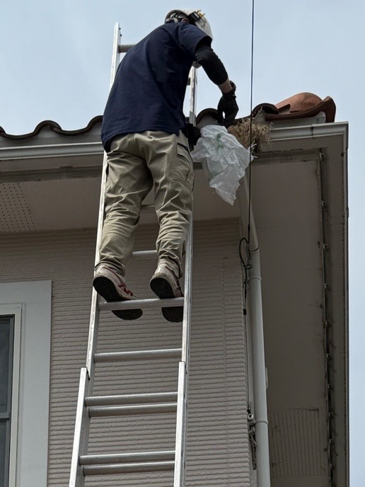鳥の巣撤去作業中
