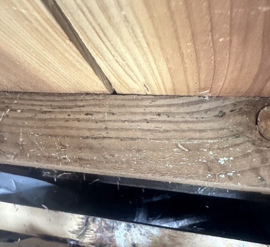 鳥が入り込んできていたすき間