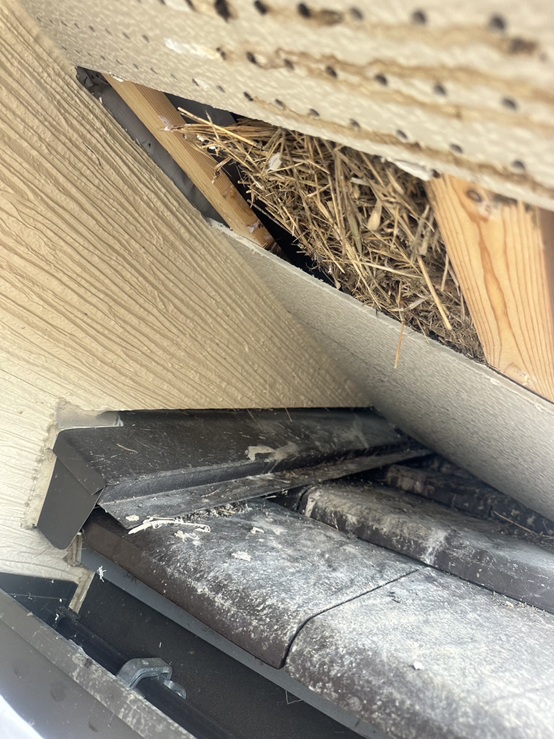 鳥の巣が見えてきました