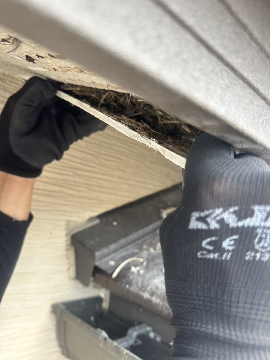 鳥の巣が見えてきました