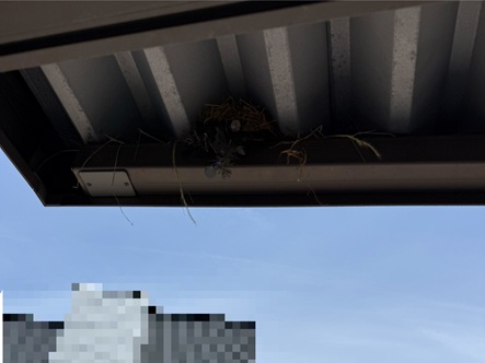 カーポートの折板屋根に鳥の巣
