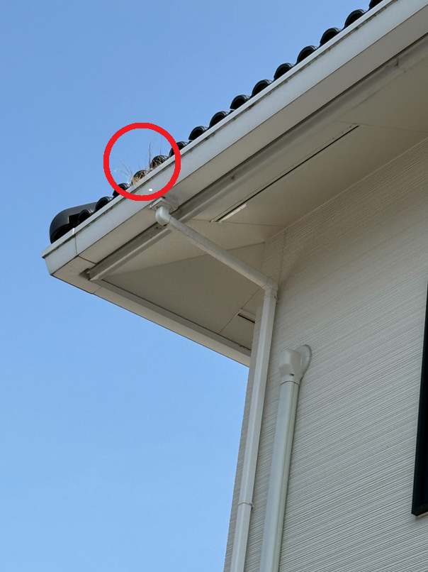 鳥の巣のようなものが雨どいにあります