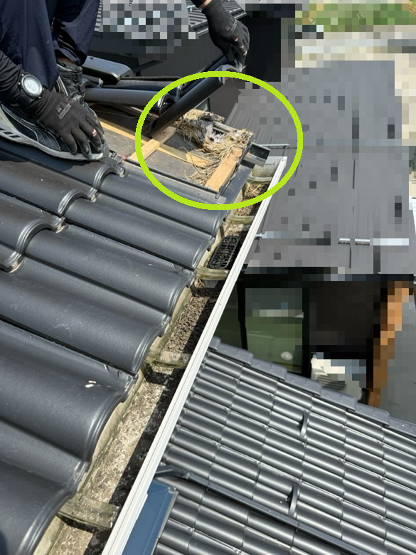 瓦屋根の中に鳥の巣がありました