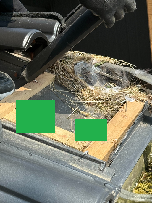 下屋根にも鳥の巣がありました