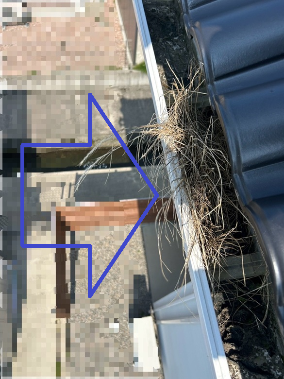 雨どいに生えた雑草撤去