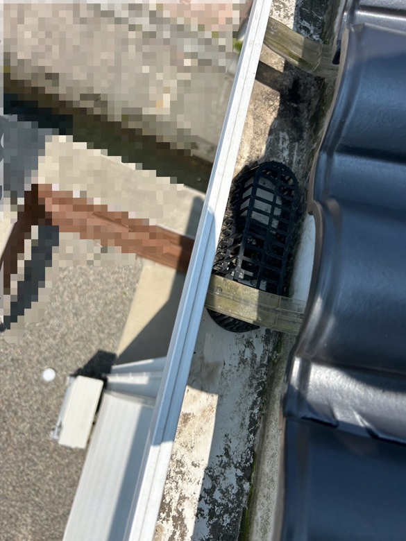 雨どいに生えた雑草撤去