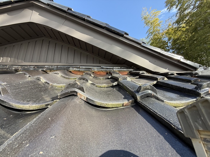 コケがはえている