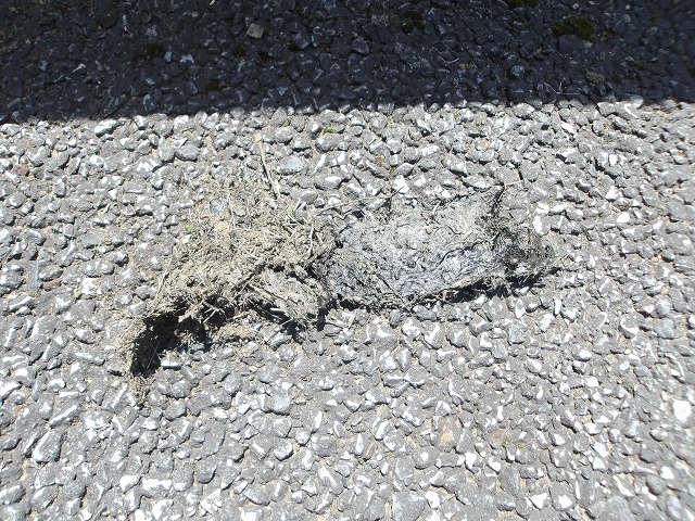 雨樋の中に詰まっていたゴミ