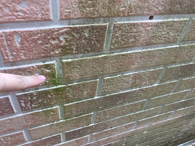 苔が発生している写真