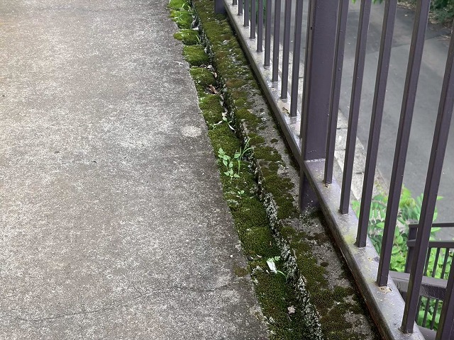 通路端部の苔と雑草