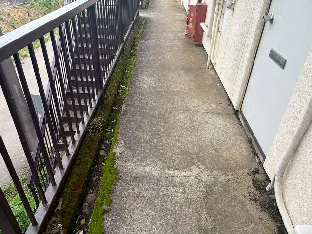 共用通路の苔繁殖