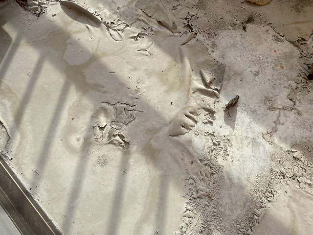 防水層が浮き上がっている写真