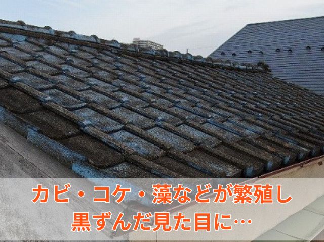 カビコケセメント瓦
