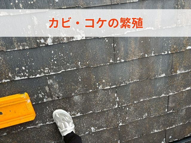 カビ・コケの繁殖