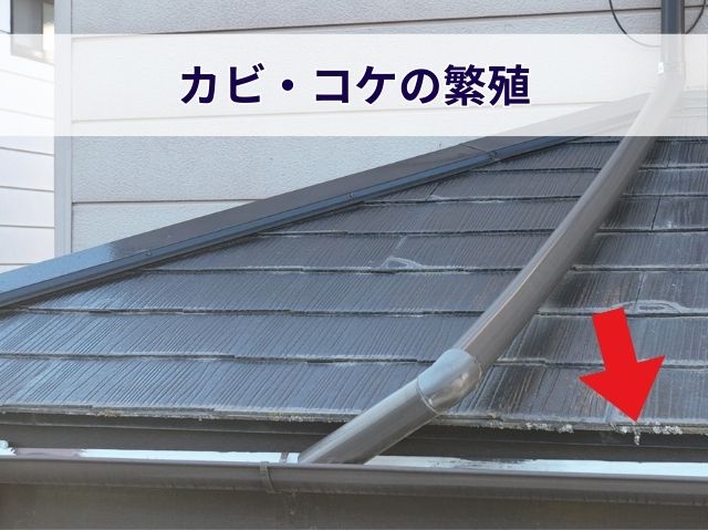 カビ・コケの繁殖 (2)