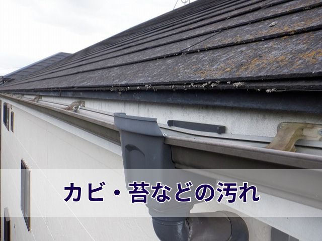 カビ・苔などの汚れ