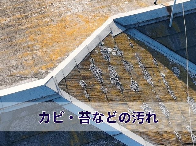 カビ・苔などの汚れ