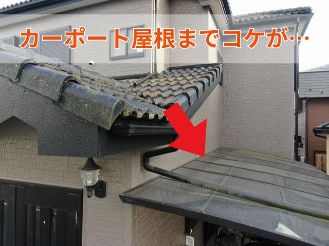 コケ・カビの蓄積