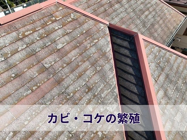 スレート屋根カビ・コケの繁殖
