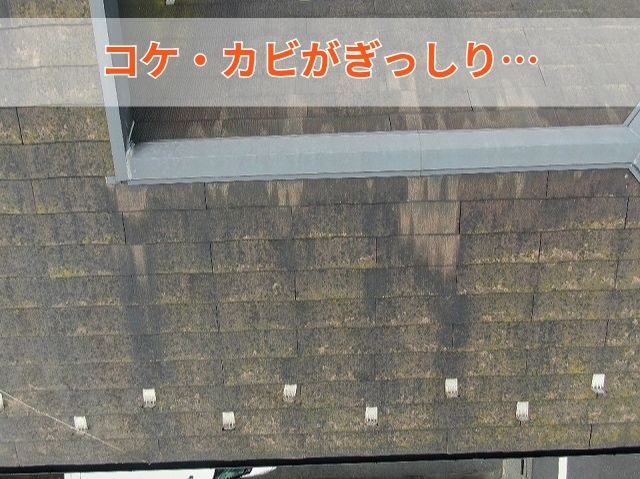 スレート屋根調査コケカビ