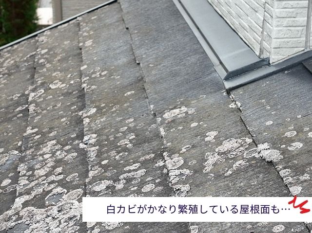 下屋根白カビ