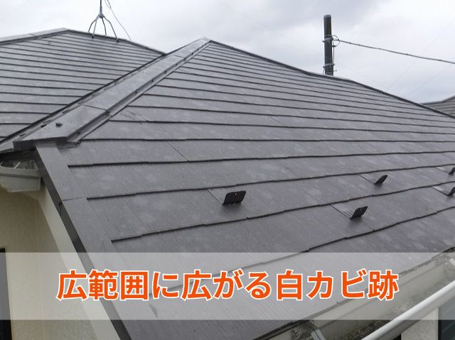 白カビ跡