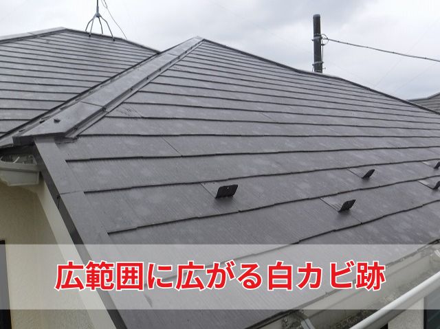 スレート　カビ跡　塗装前