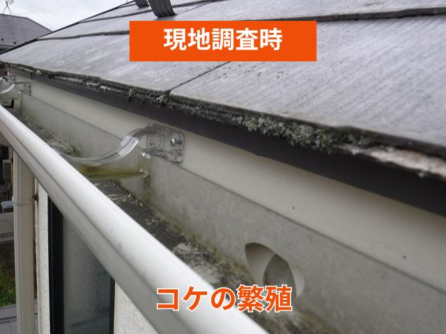 現地調査 屋根コケ