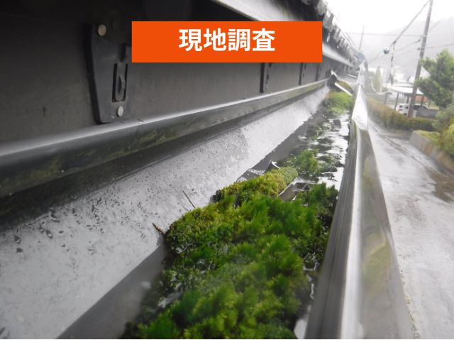 現地調査　雨樋　コケ