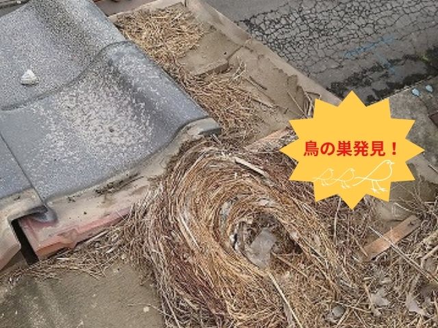 瓦屋根の下の鳥の巣