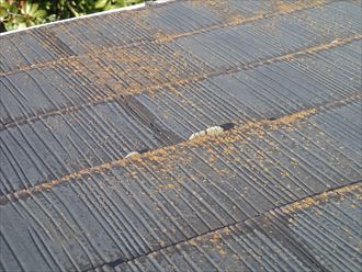 江東区　スレート屋根の点検　コケ、藻