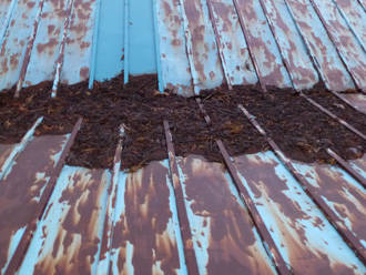 袖ケ浦市　工場の雨漏り　天井板に雨染みがある　杉の枝葉が溜まっている