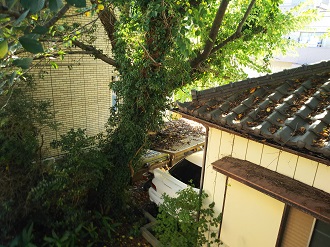 敷地内の樹木と瓦屋根